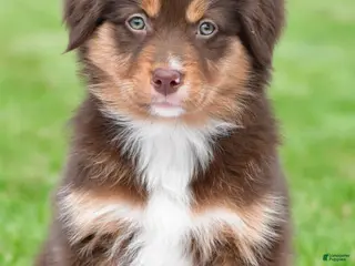 Australian Shepherd dogs for sale: Alice - Ad 2