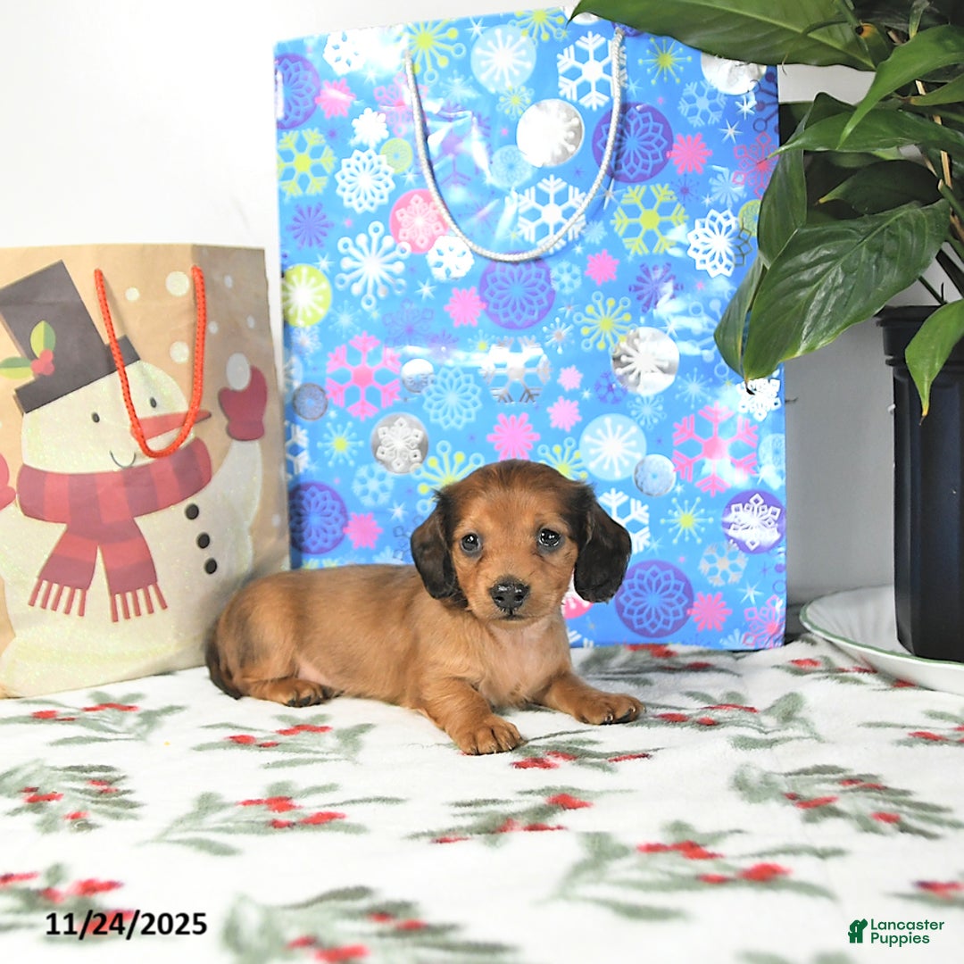 Miniature Dachshund dogs for sale: Timmy - Ad 5
