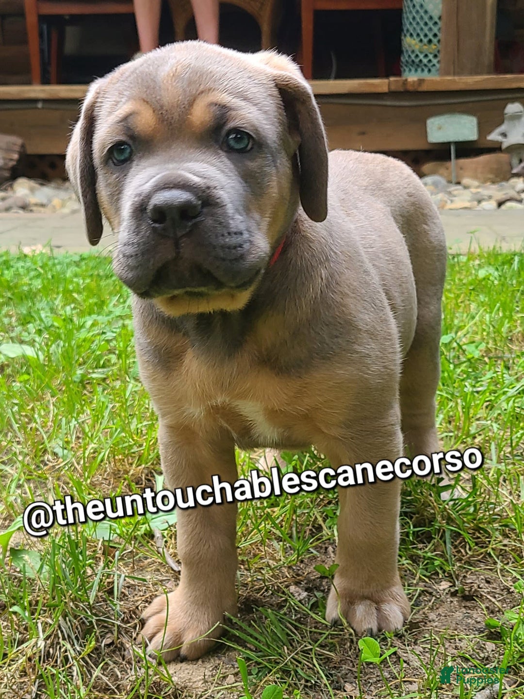 Cane Corso dogs for sale: Doja - Ad 6