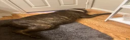 Cane Corso dogs for sale: Cane Corso 3 - Ad 10