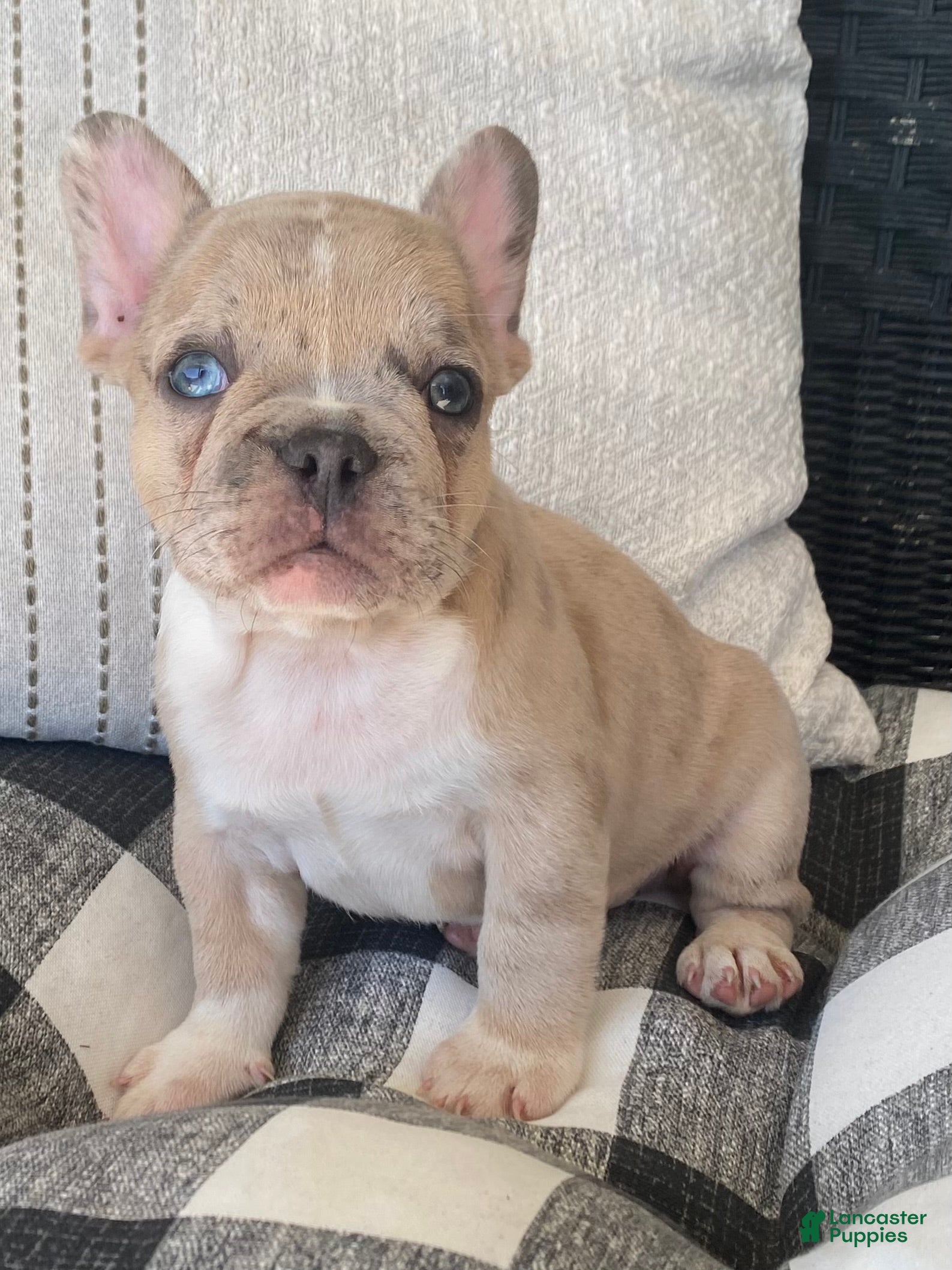 French Bulldog dogs for sale: French Bulldog 2 - Ad 3