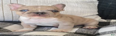 French Bulldog 2