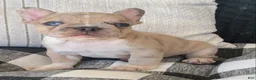 French Bulldog dogs for sale: French Bulldog 2 - Ad 1