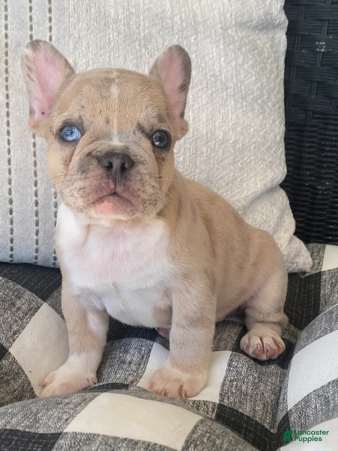French Bulldog dogs for sale: French Bulldog 2 - Ad 1