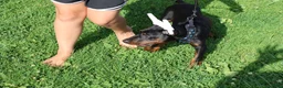 Doberman Pinscher dogs for sale: Doberman Pinscher 1 - Ad 24