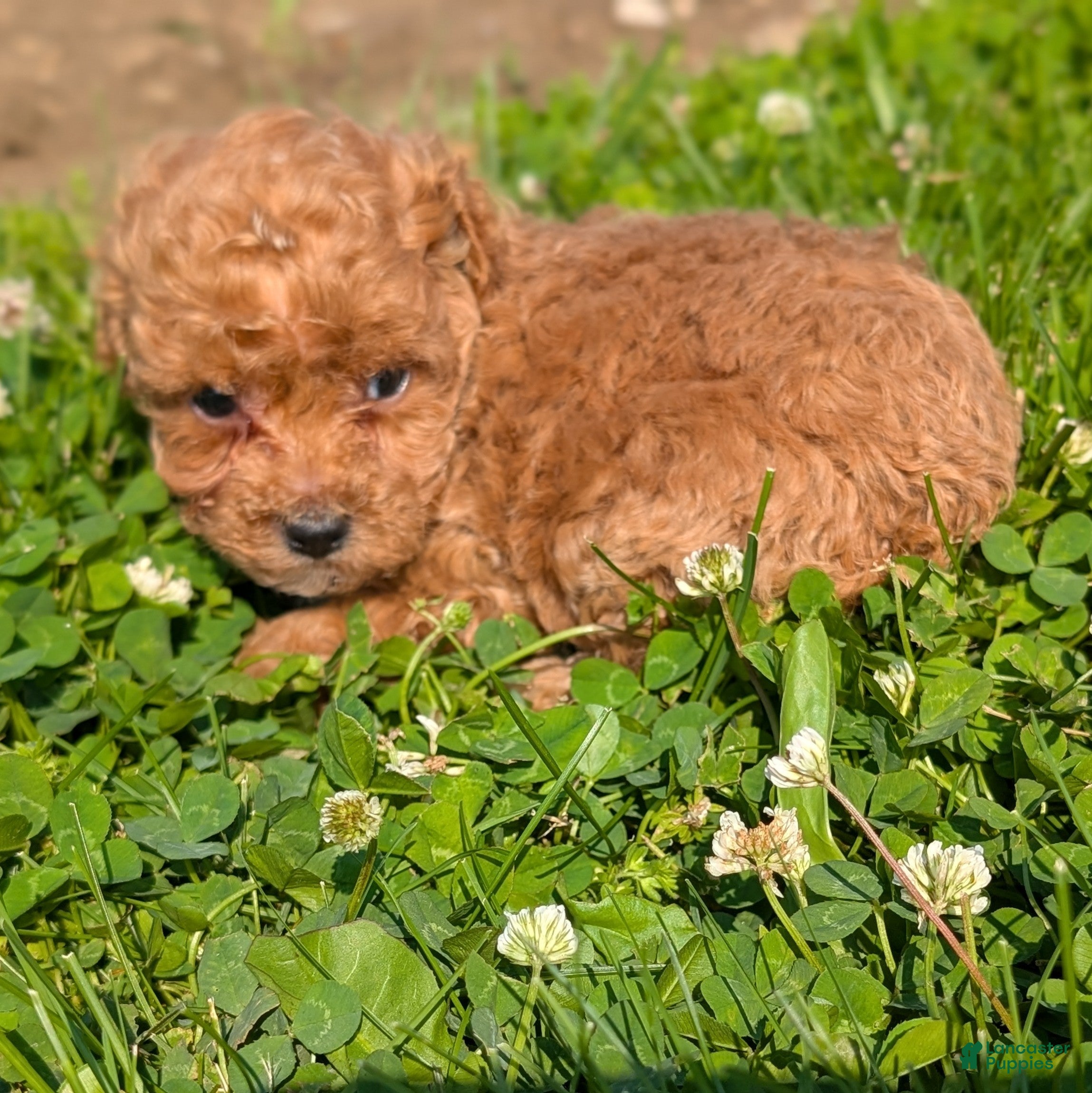 Toy Poodle dogs Marmalade - Ad 2