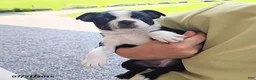 Boston Terrier dogs for sale: Roselyn - Ad 11