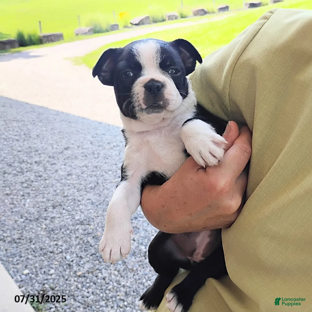 Boston Terrier dogs for sale: Roselyn - Ad 11