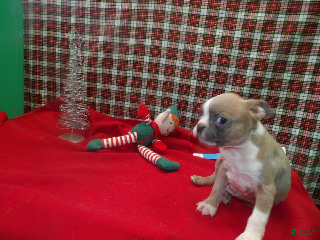 Boston Terrier dogs for sale: RIOT - Ad 3