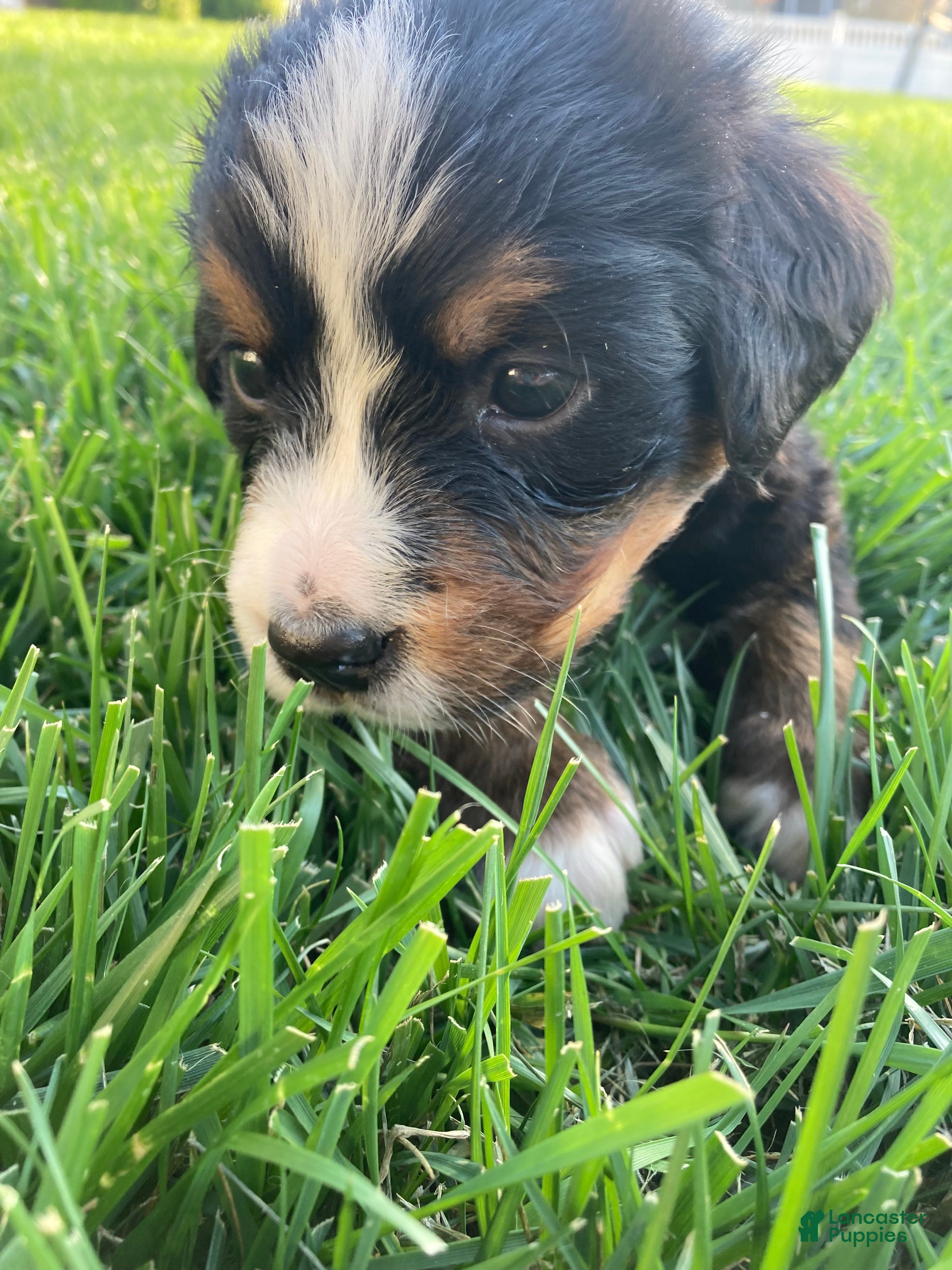 Bernese Mountain Dog dogs Hope - Ad 2