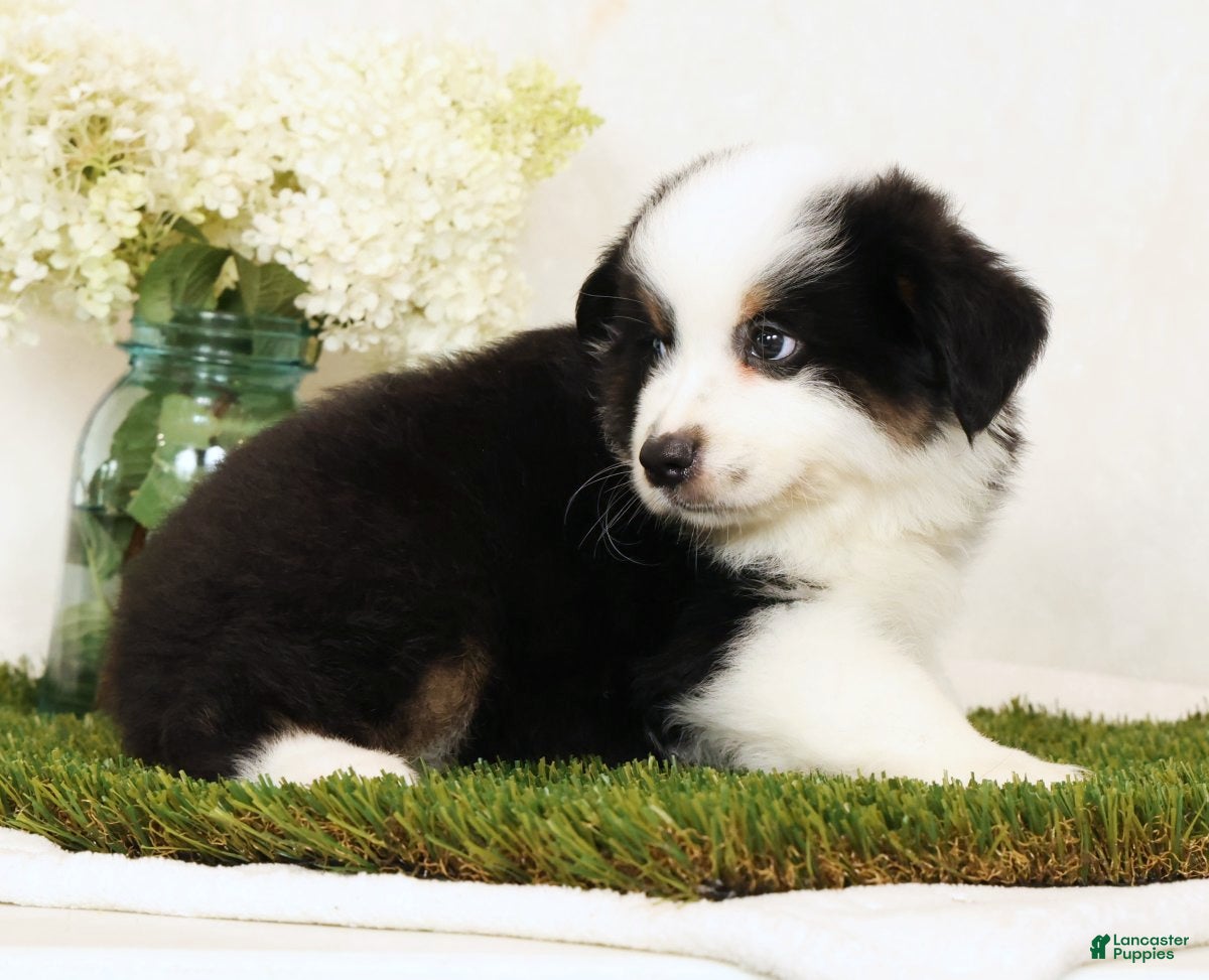Miniature Australian Shepherd dogs Pluto - Ad 2