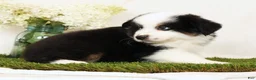 Miniature Australian Shepherd dogs for sale: Pluto - Ad 9