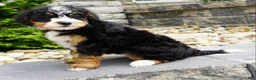 Mini Bernedoodle dogs for sale: Mini Bernedoodle Millie  - Ad 3