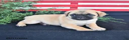 Mixed Breed dogs for sale: Butterfly - Ad 3