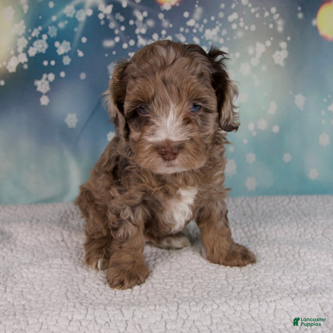 Cockapoo dogs for sale: Coco - Ad 8