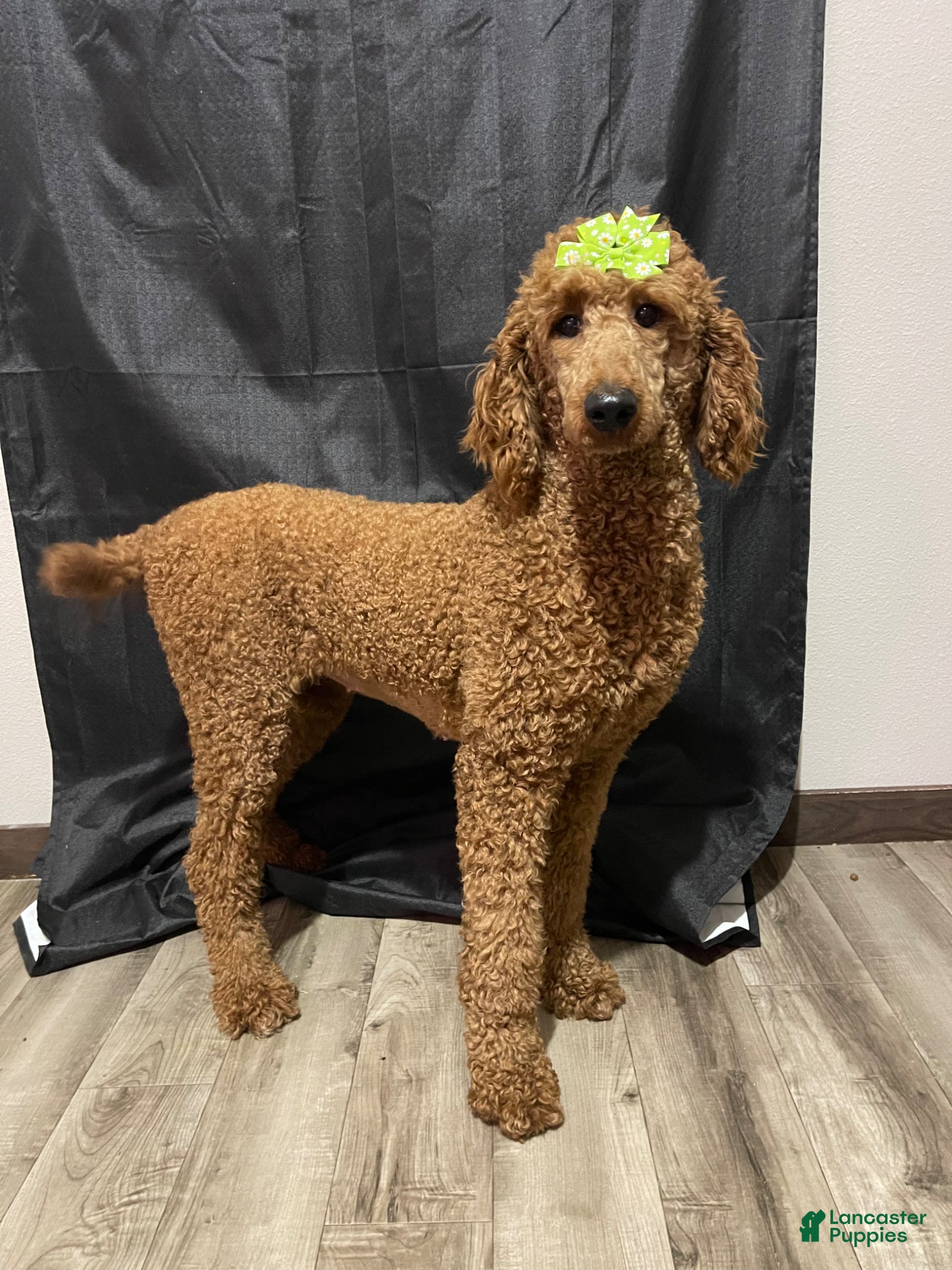 Standard Poodle dogs Akc Clear 🧬 Bred the color Red Sophie - Ad 2