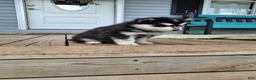 Pomsky dogs for sale: Diamond  - Ad 9