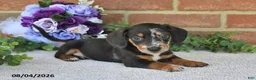 Miniature Dachshund dogs for sale: Pancho - Ad 5