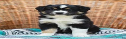 Miniature Australian Shepherd dogs for sale: Winnie - Ad 3