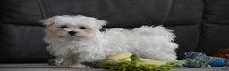 Maltese dogs for sale: Skye - Ad 5