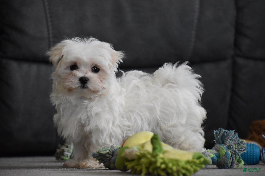 Maltese dogs for sale: Skye - Ad 5