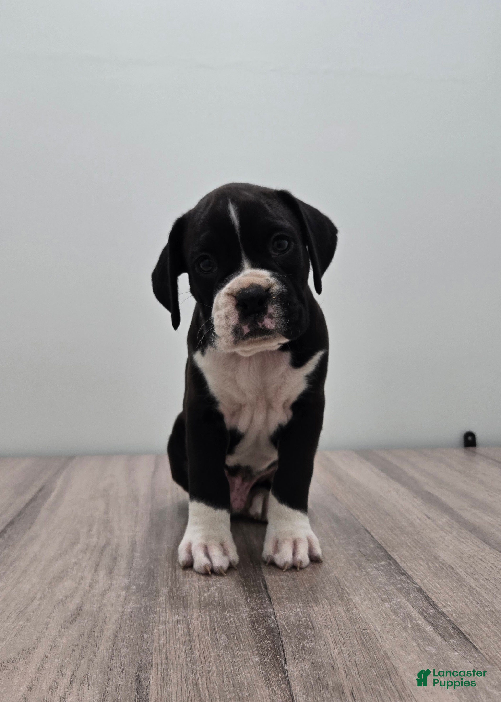 Boxer dogs Oreo - Ad 1