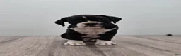Boxer dogs for sale: Oreo - Ad 1