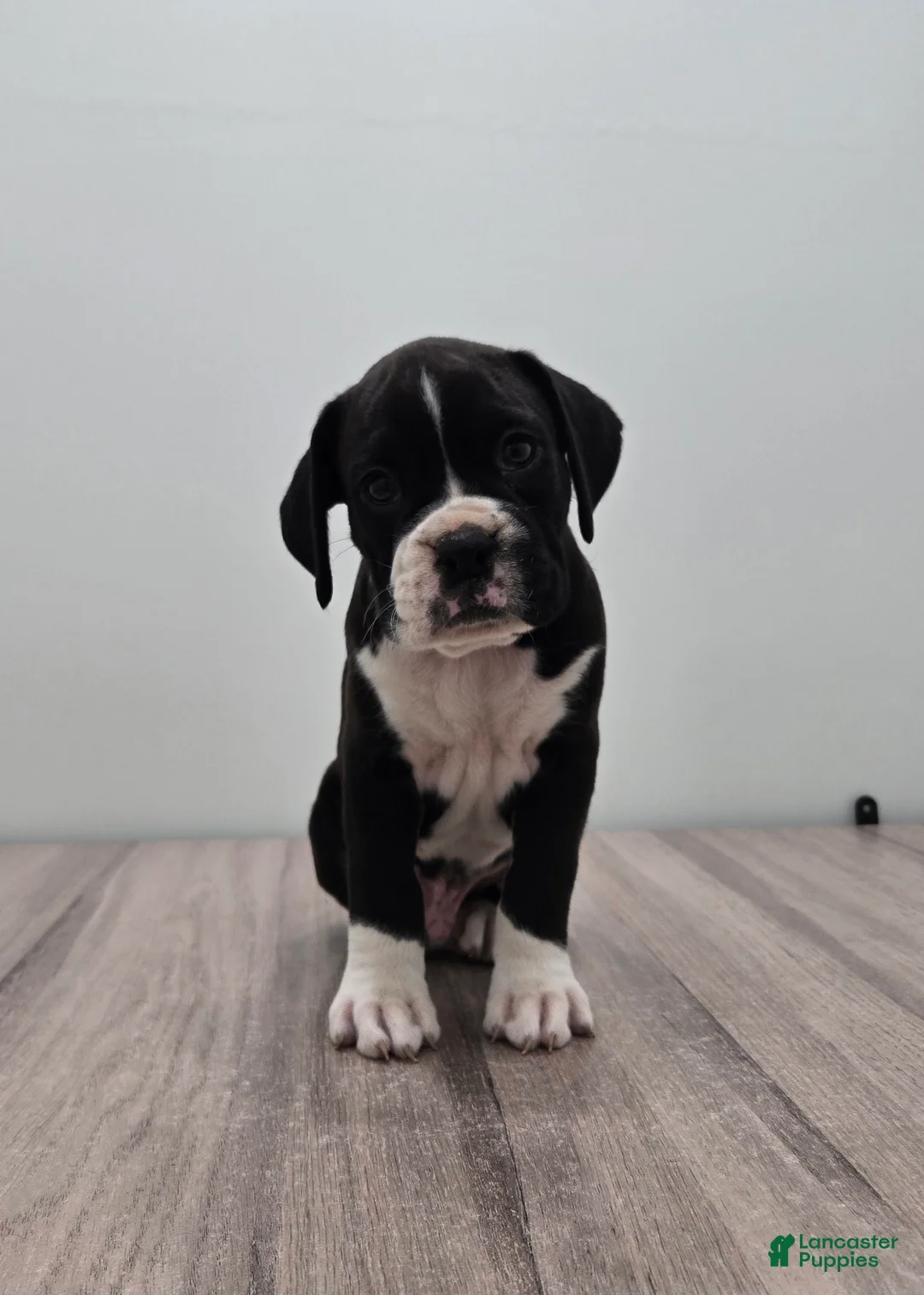 Boxer dogs for sale: Oreo - Ad 1