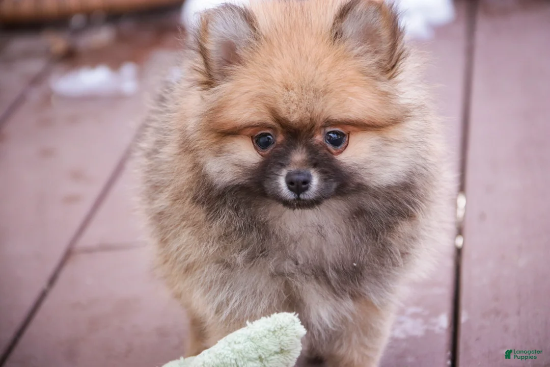 Pomeranian dogs for sale: Bingley - Ad 2