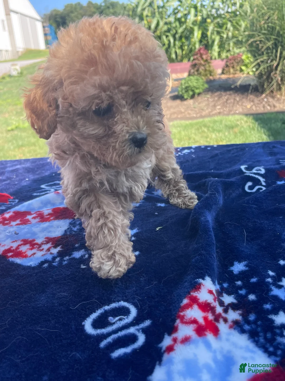 Yorkiepoo dogs for sale: Buster - Ad 3