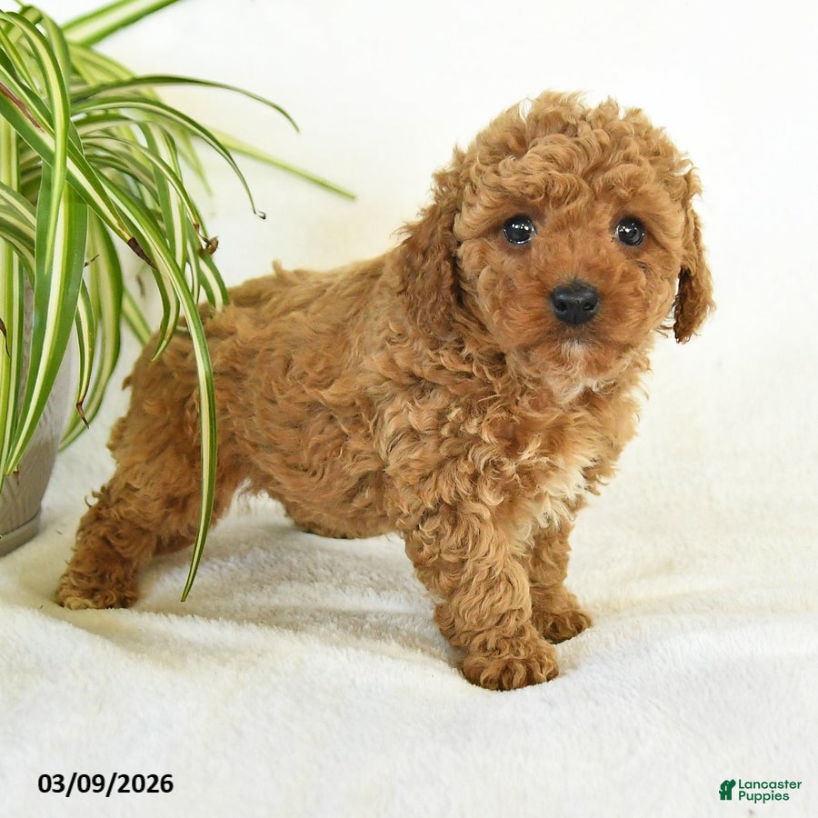 Miniature Poodle dogs Lucy - Ad 2