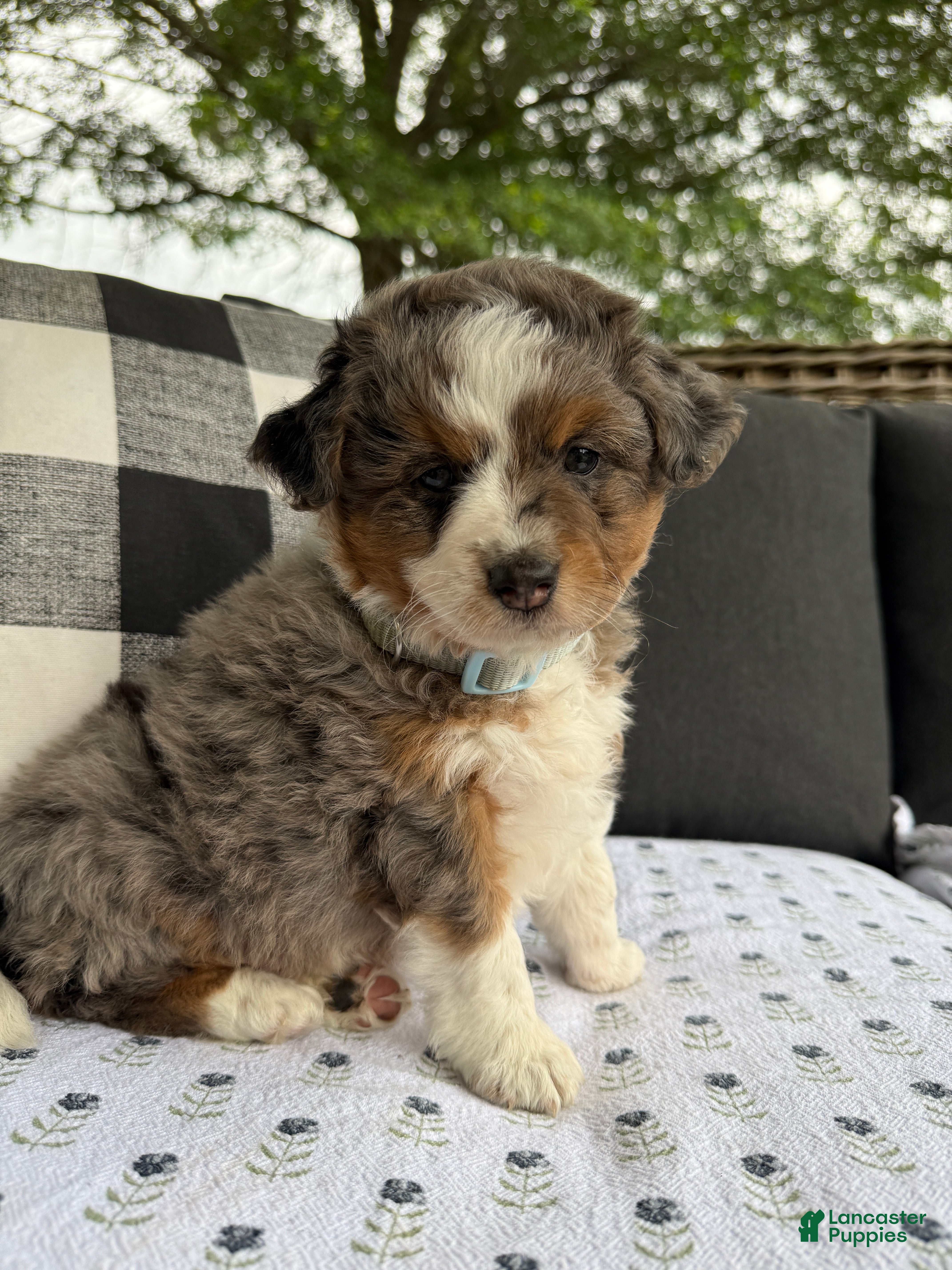Mini Aussiedoodle dogs Clark - Ad 2