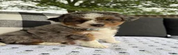 Mini Aussiedoodle dogs for sale: Clark - Ad 8