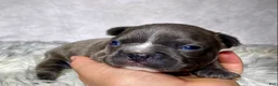 Frenchton dogs for sale: Mr. Finn - Ad 6