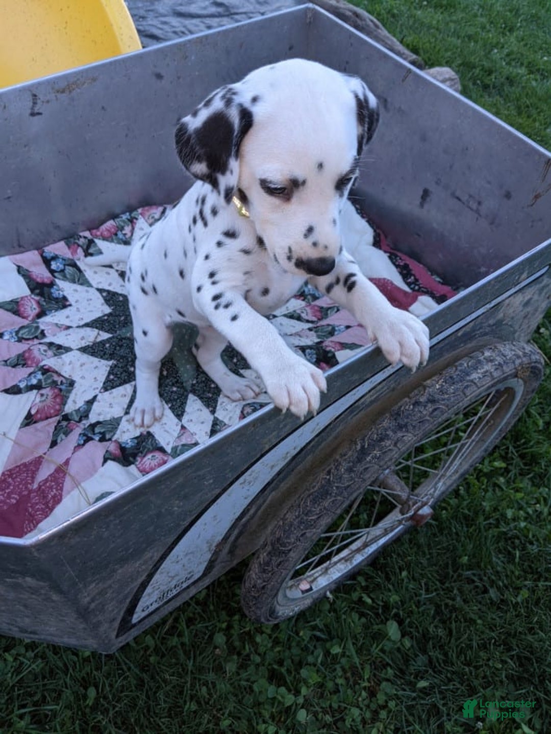 Gallery Image {{count}}