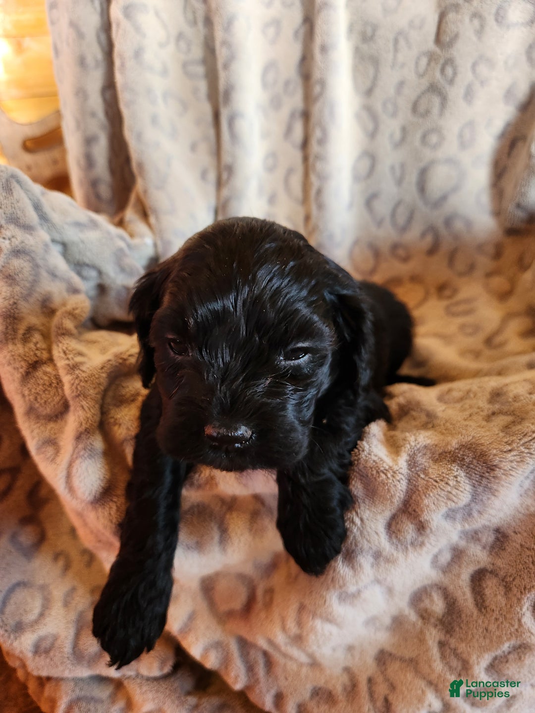 Mixed Breed dogs for sale: Lori - Ad 5