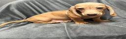 Miniature Dachshund dogs for sale: Brody - Ad 3