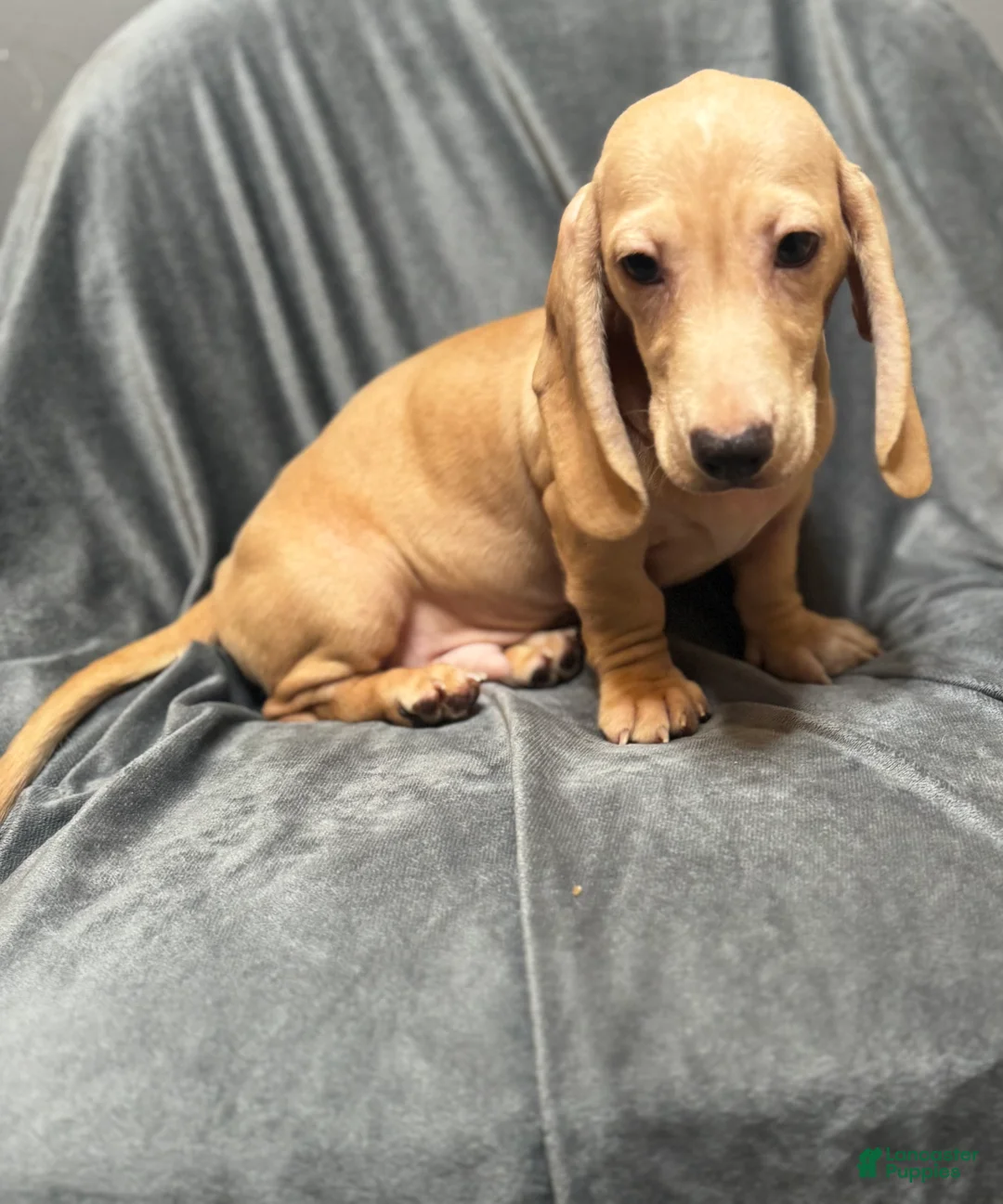 Miniature Dachshund dogs for sale: Brody - Ad 3