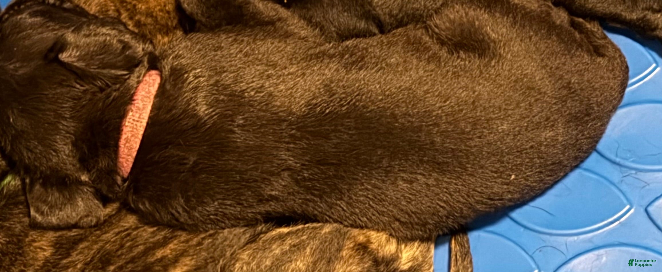Cane Corso dogs Cane Corso 3 - Ad 19