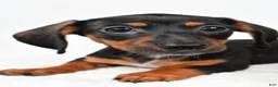 Miniature Dachshund dogs for sale: Frank - Ad 3