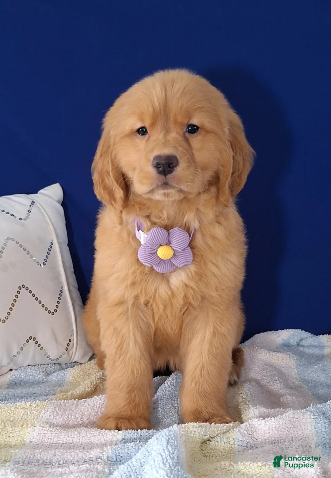 Golden Retriever dogs for sale: Willow - Ad 2