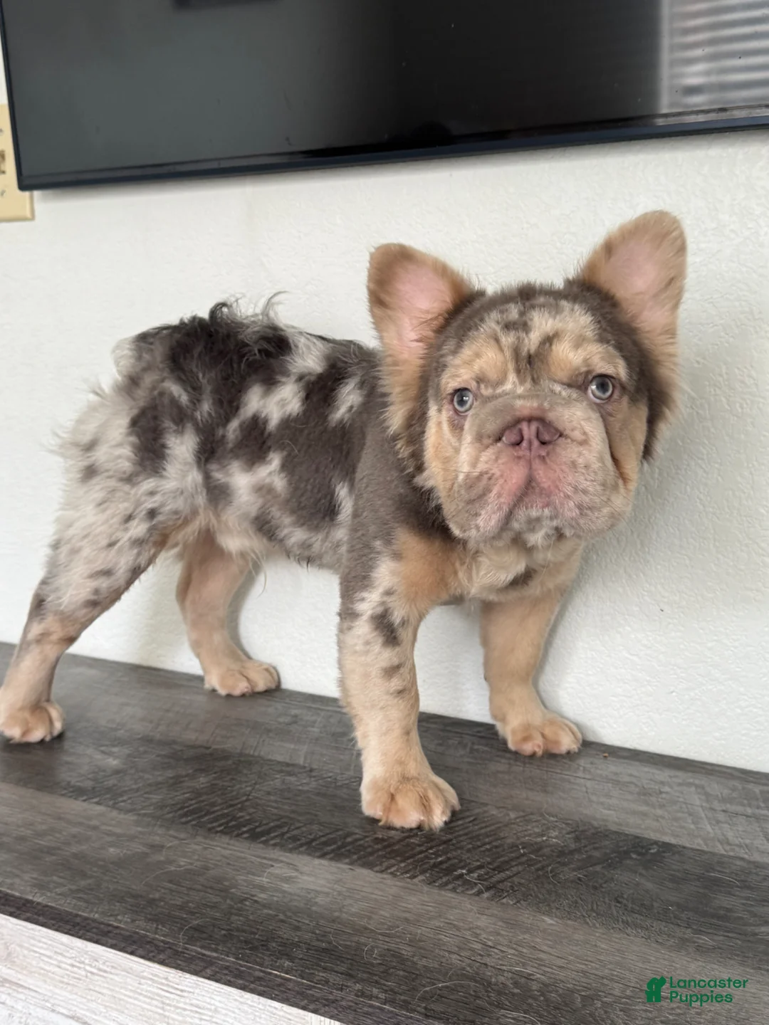 French Bulldog dogs for stud: Titan, Big Rope Fluffy Merle French Bulldog Stud - Ad 2