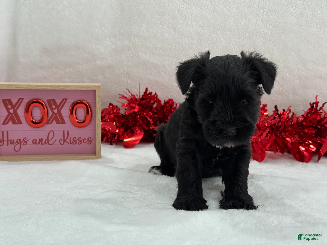 Miniature Schnauzer dogs for sale: Elsa Female 1 - Ad 3