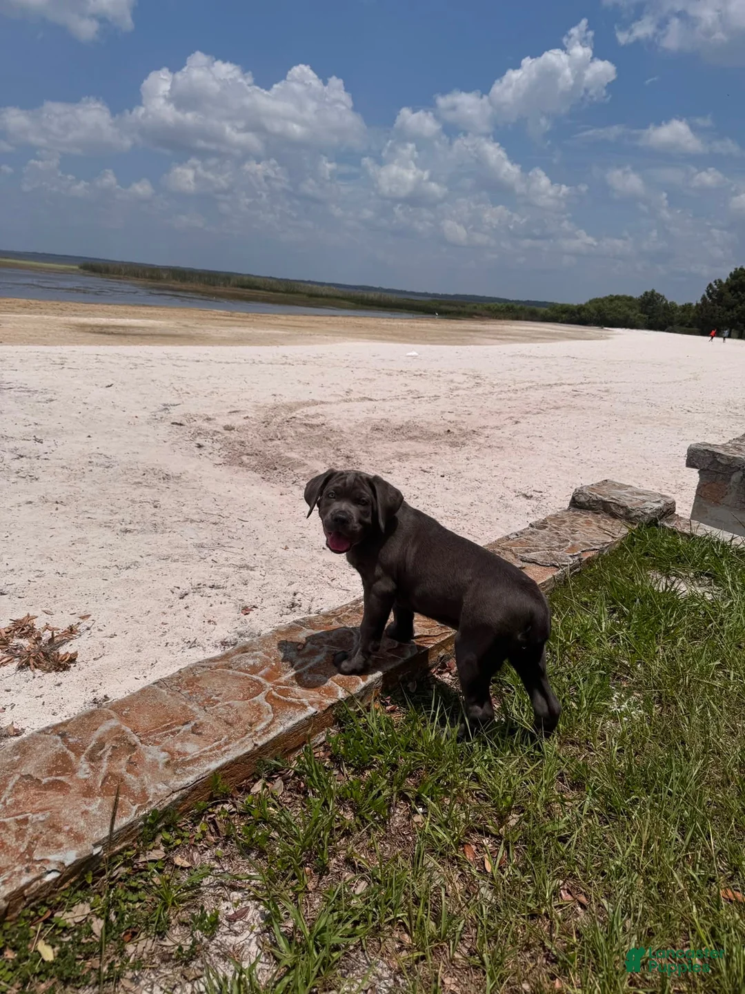 Cane Corso dogs for sale: Raiden - Ad 7