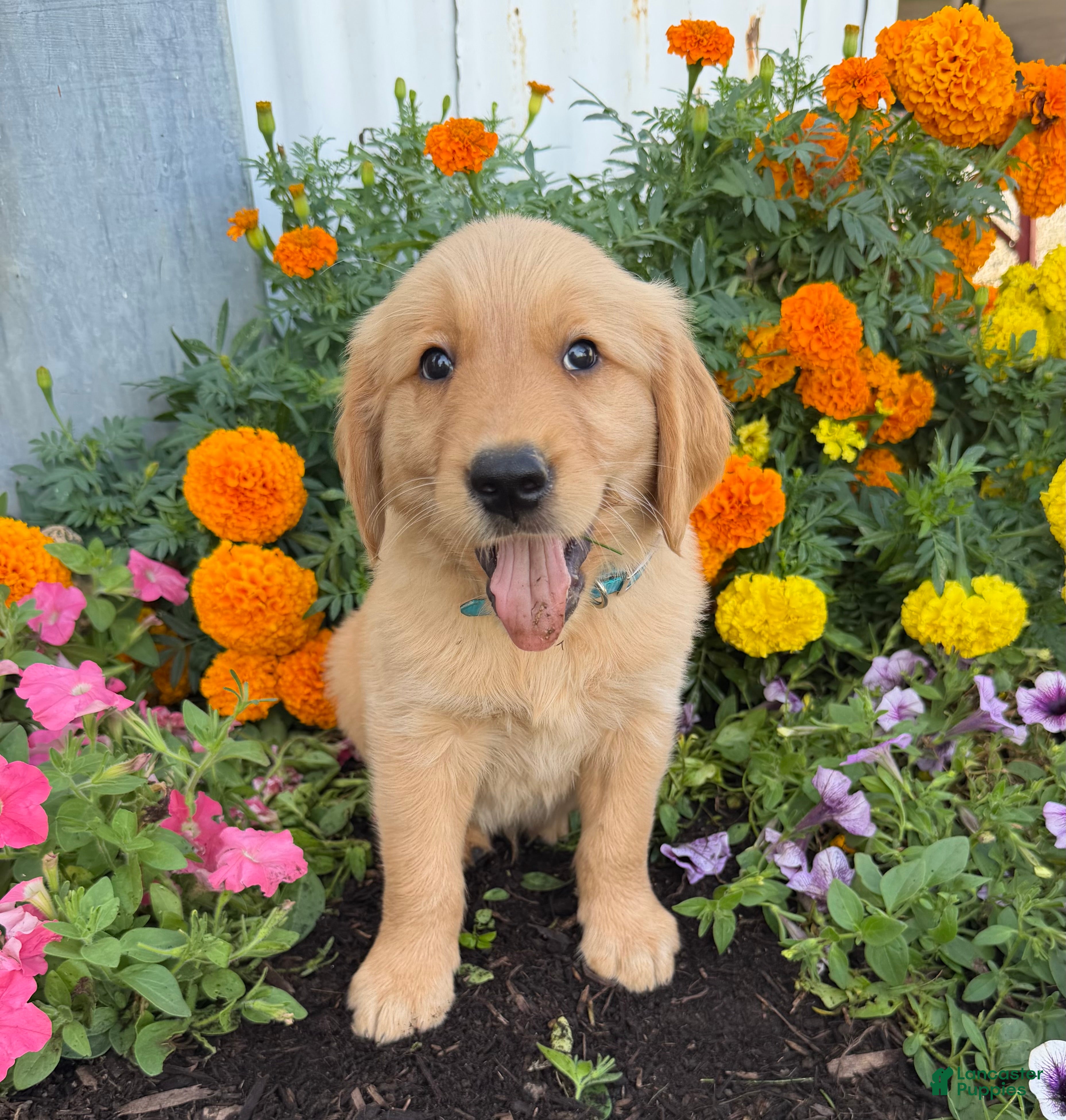 Golden Retriever dogs Hugo - Ad 1