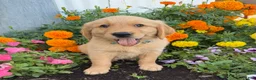 Golden Retriever dogs for sale: Hugo - Ad 1