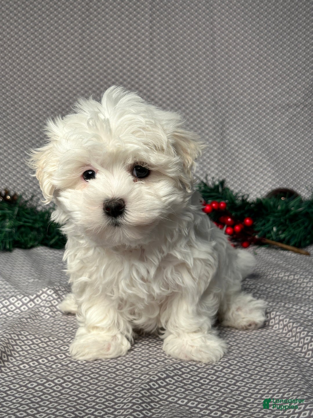 Maltese dogs for sale: Archie - Ad 1