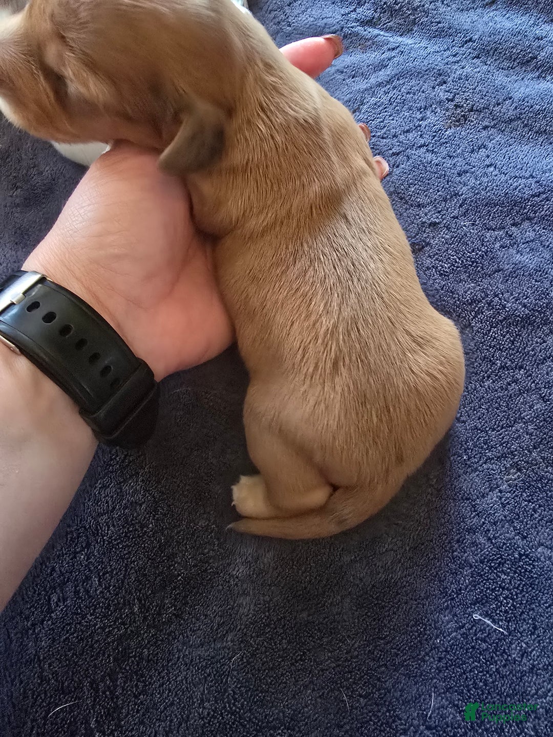 Miniature Dachshund dogs for sale: Duke - Ad 10