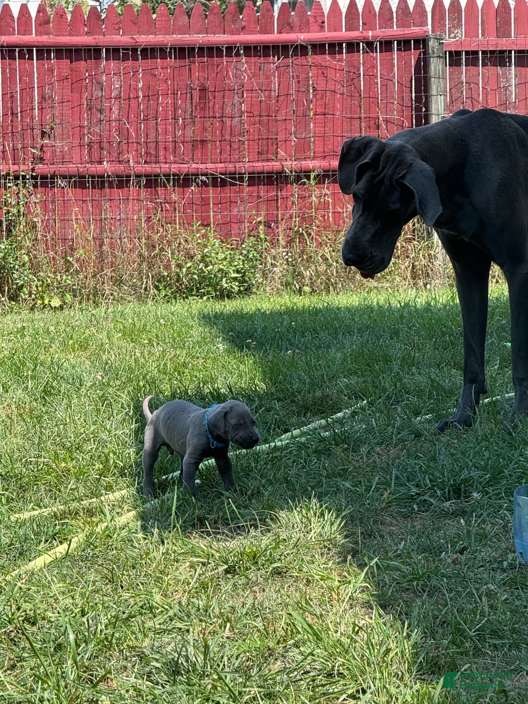 Gallery Image {{count}}