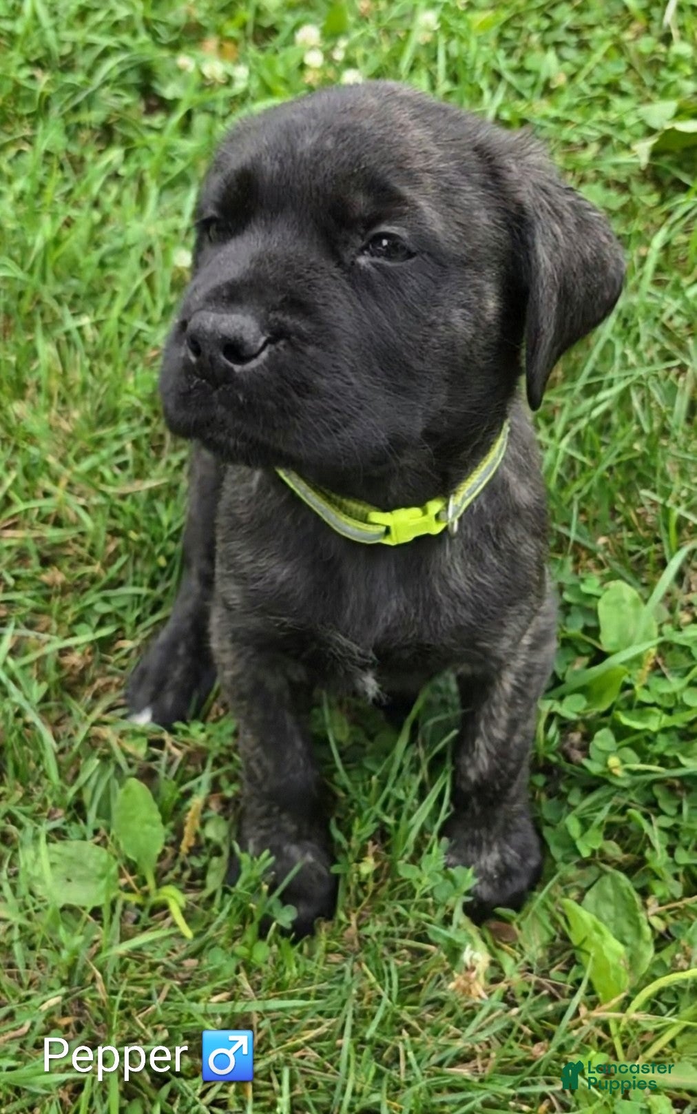 English Mastiff dogs 🐾 Pepper 🐾 - Ad 1
